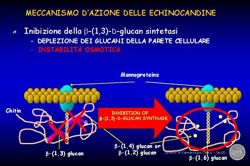 MECCANISMO D’AZIONE DELLE ECHINOCANDINE Inibizione della -(1, 3)-D-glucan sintetasi – DEPLEZIONE DEI GLUCANI DELLA