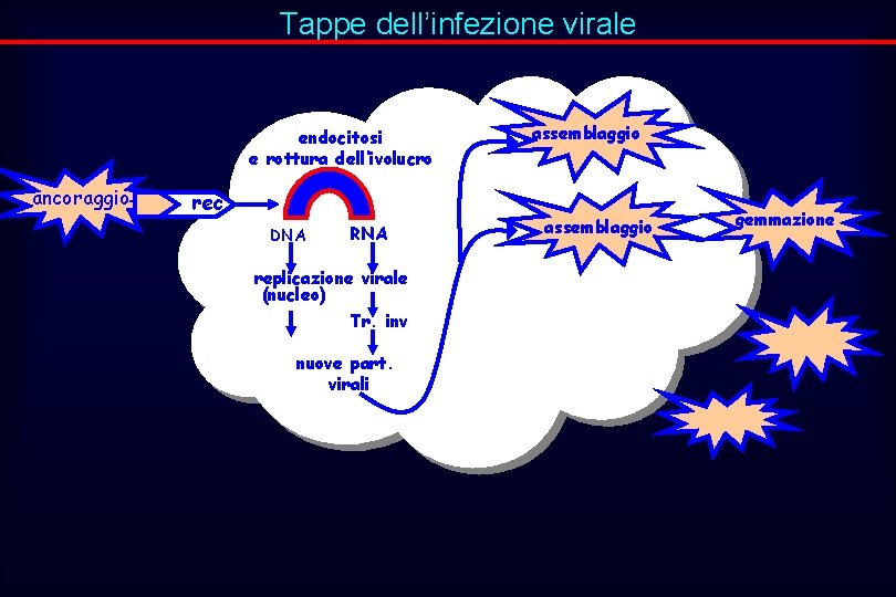 Tappe dell’infezione virale endocitosi e rottura dell’ivolucro ancoraggio rec DNA RNA replicazione virale (nucleo)