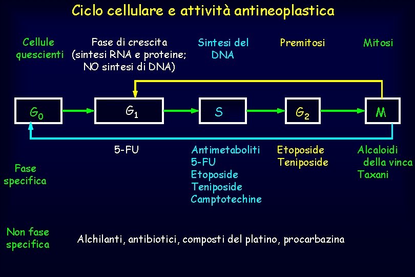 Ciclo cellulare e attività antineoplastica Cellule Fase di crescita quescienti (sintesi RNA e proteine;