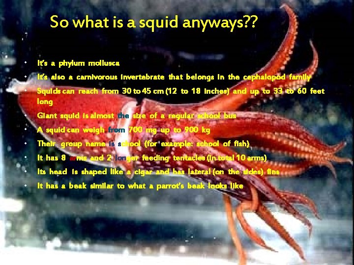 So what is a squid anyways? ? • It’s a phylum mollusca • It’s