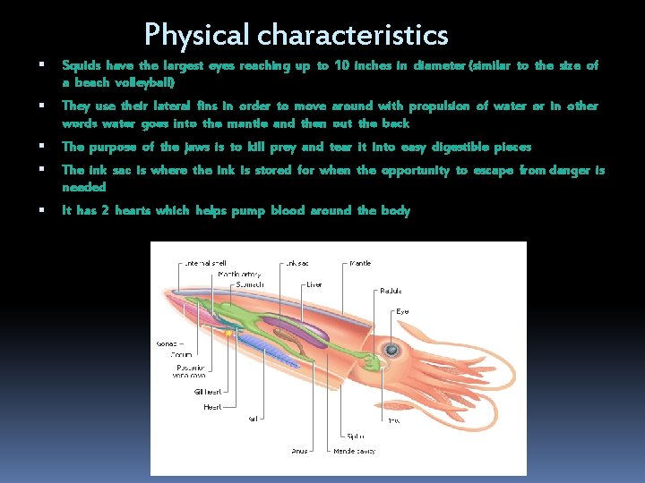 Physical characteristics Squids have the largest eyes reaching up to 10 inches in diameter