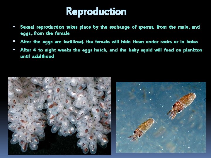 Reproduction Sexual reproduction takes place by the exchange of sperms, from the male ,