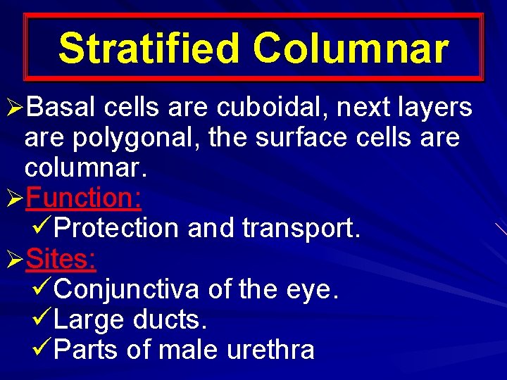 Stratified Columnar ØBasal cells are cuboidal, next layers are polygonal, the surface cells are