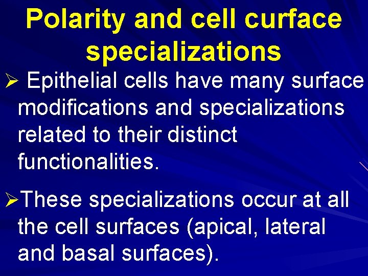 Polarity and cell curface specializations Ø Epithelial cells have many surface modifications and specializations Polarity and cell curface specializations Ø Epithelial cells have many surface modifications and specializations