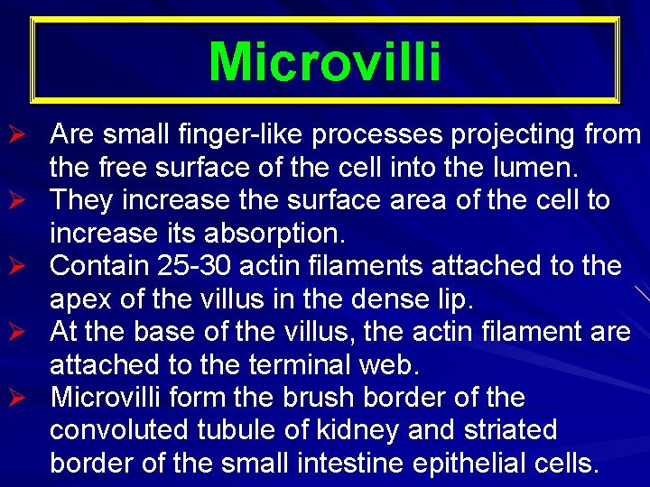 Microvilli Ø Are small finger-like processes projecting from Ø Ø the free surface of