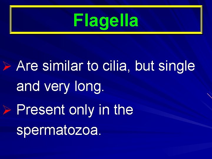 Flagella Ø Are similar to cilia, but single and very long. Ø Present only