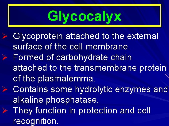 Glycocalyx Ø Glycoprotein attached to the external surface of the cell membrane. Ø Formed