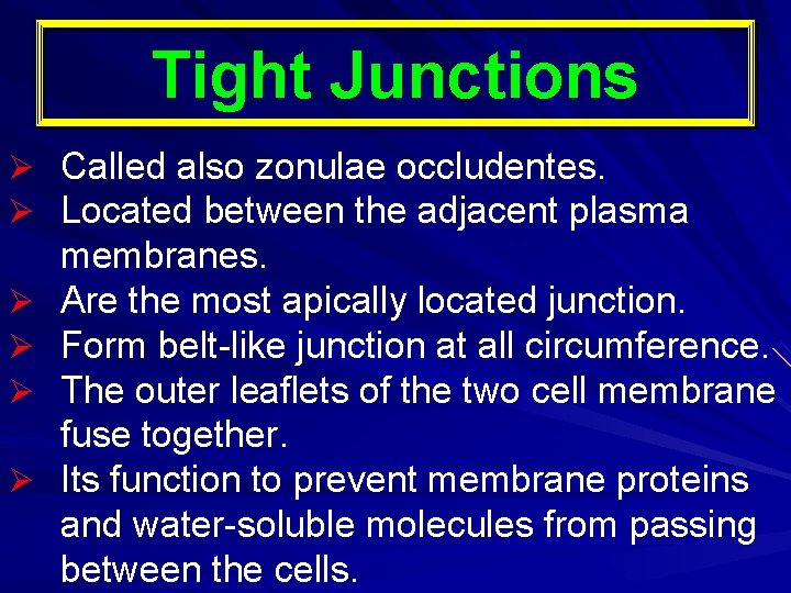 Tight Junctions Ø Ø Ø Called also zonulae occludentes. Located between the adjacent plasma