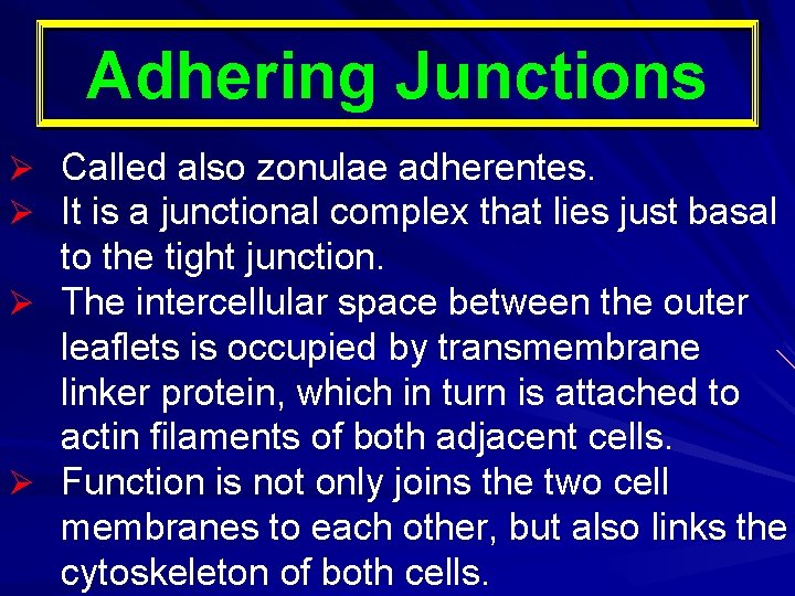 Adhering Junctions Called also zonulae adherentes. It is a junctional complex that lies just