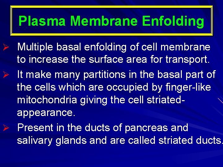 Plasma Membrane Enfolding Ø Multiple basal enfolding of cell membrane to increase the surface