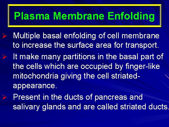 Plasma Membrane Enfolding Ø Multiple basal enfolding of cell membrane to increase the surface Plasma Membrane Enfolding Ø Multiple basal enfolding of cell membrane to increase the surface