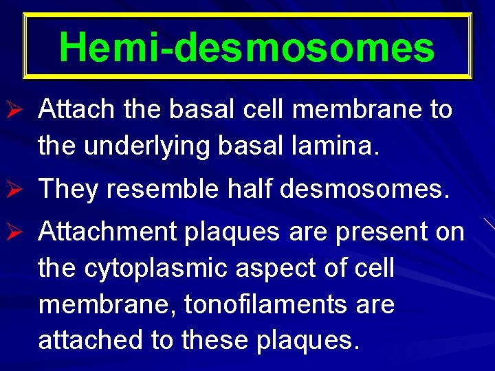 Hemi-desmosomes Ø Attach the basal cell membrane to the underlying basal lamina. Ø They