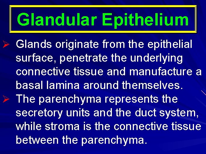 Glandular Epithelium Ø Glands originate from the epithelial surface, penetrate the underlying connective tissue