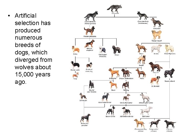  • Artificial selection has produced numerous breeds of dogs, which diverged from wolves