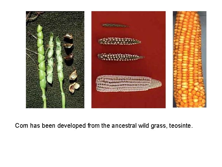 Corn has been developed from the ancestral wild grass, teosinte. 