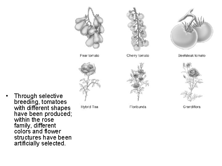  • Through selective breeding, tomatoes with different shapes have been produced; within the