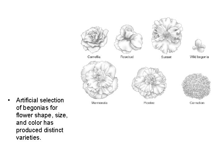  • Artificial selection of begonias for flower shape, size, and color has produced