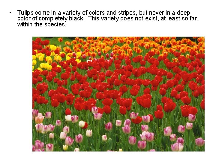  • Tulips come in a variety of colors and stripes, but never in