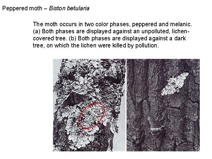 Peppered moth – Biston betularia The moth occurs in two color phases, peppered and