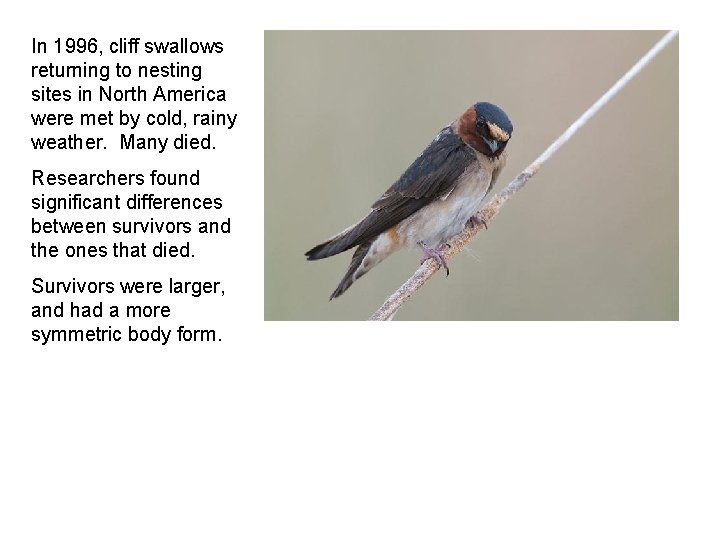 In 1996, cliff swallows returning to nesting sites in North America were met by