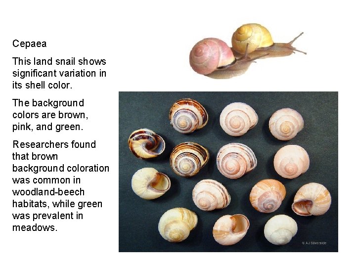Cepaea This land snail shows significant variation in its shell color. The background colors
