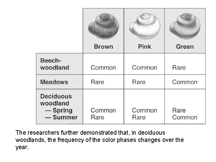 The researchers further demonstrated that, in deciduous woodlands, the frequency of the color phases