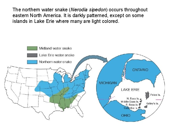 The northern water snake (Nerodia sipedon) occurs throughout eastern North America. It is darkly