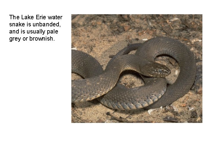 The Lake Erie water snake is unbanded, and is usually pale grey or brownish.