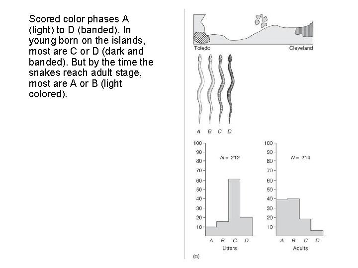 Scored color phases A (light) to D (banded). In young born on the islands,