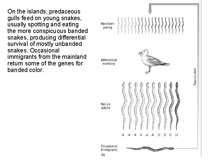 On the islands, predaceous gulls feed on young snakes, usually spotting and eating the