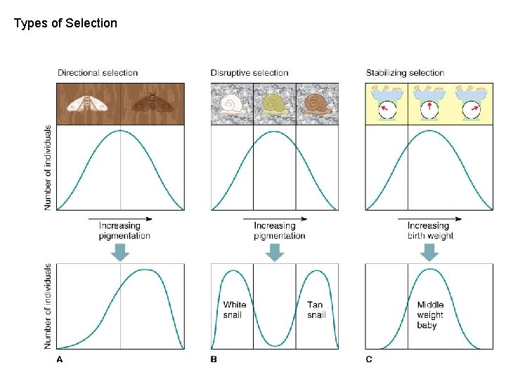 Types of Selection 