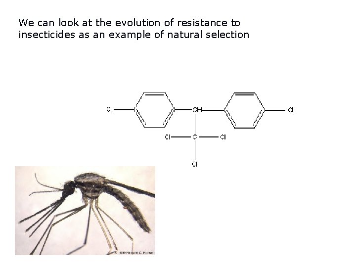 We can look at the evolution of resistance to insecticides as an example of