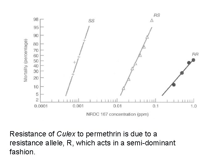 Resistance of Culex to permethrin is due to a resistance allele, R, which acts