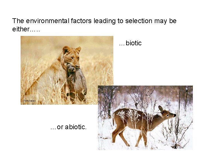 The environmental factors leading to selection may be either…. . …biotic …or abiotic. 