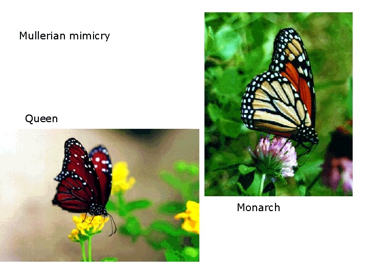 Mullerian mimicry Queen Monarch 