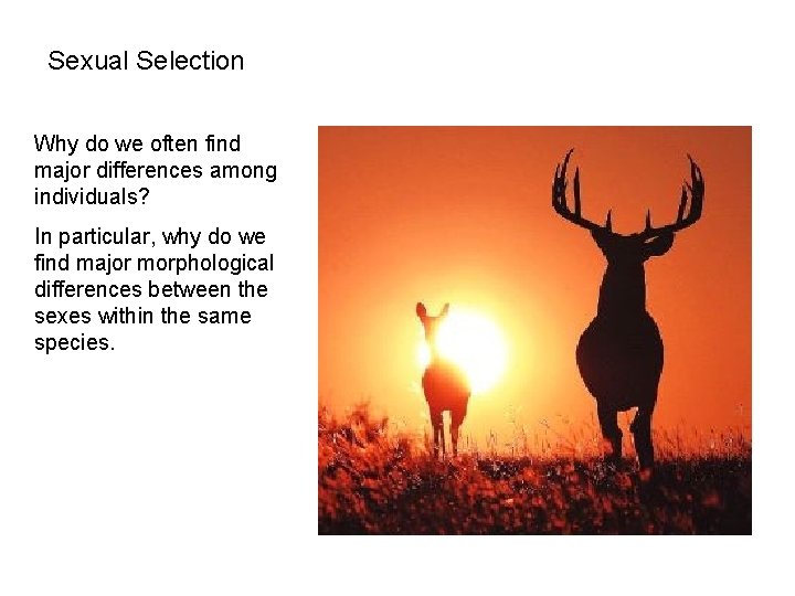Sexual Selection Why do we often find major differences among individuals? In particular, why