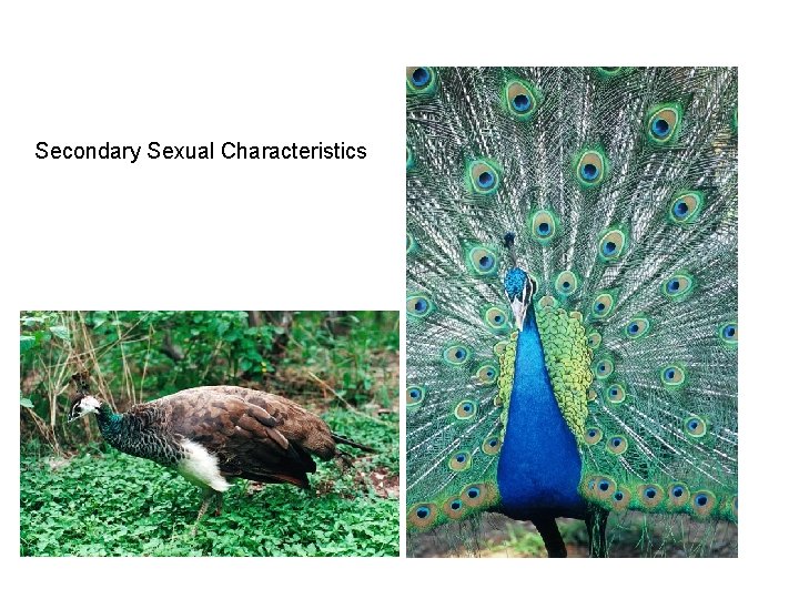 Secondary Sexual Characteristics 