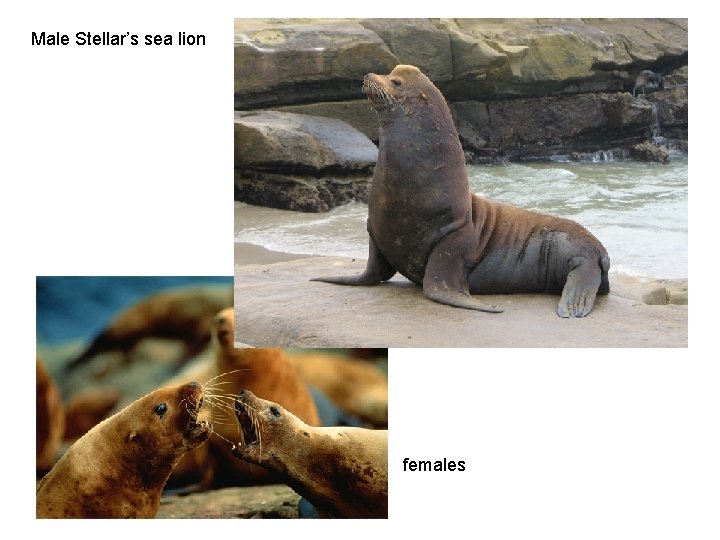 Male Stellar’s sea lion females 