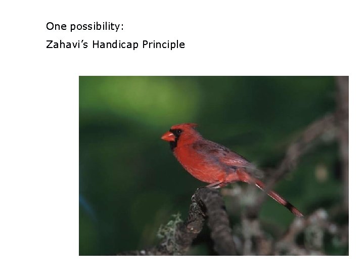 One possibility: Zahavi’s Handicap Principle 