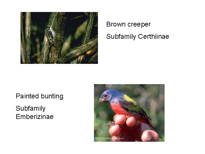 Brown creeper Subfamily Certhiinae Painted bunting Subfamily Emberizinae 