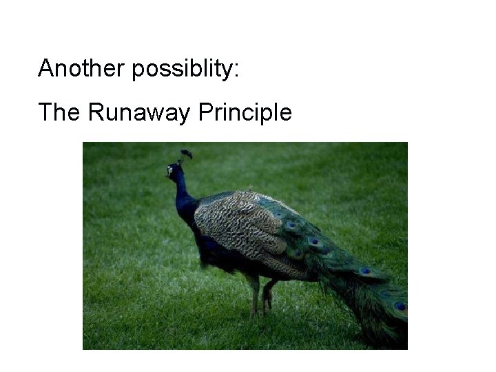 Another possiblity: The Runaway Principle 