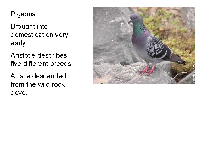 Pigeons Brought into domestication very early. Aristotle describes five different breeds. All are descended