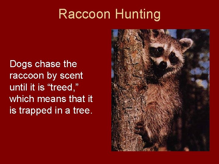 Raccoon Hunting Dogs chase the raccoon by scent until it is “treed, ” which