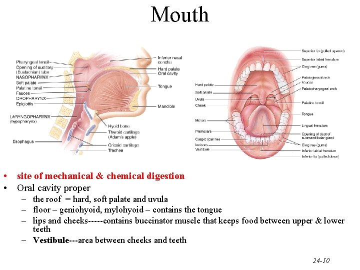 Mouth • site of mechanical & chemical digestion • Oral cavity proper – the