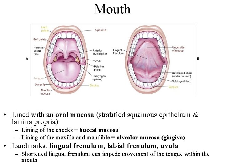 Mouth • Lined with an oral mucosa (stratified squamous epithelium & lamina propria) –