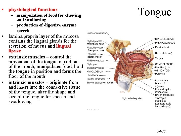  • physiological functions – manipulation of food for chewing and swallowing – production