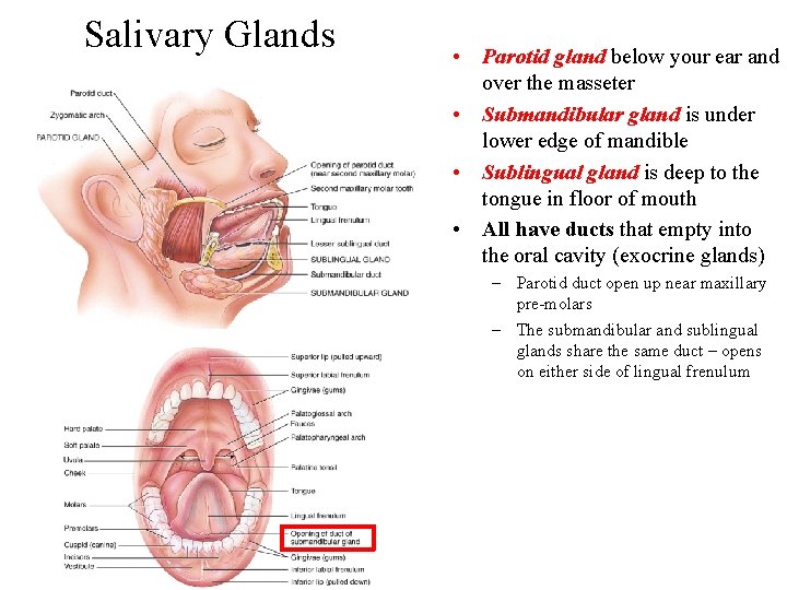 Salivary Glands • Parotid gland below your ear and over the masseter • Submandibular