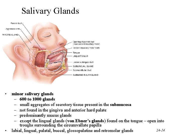 Salivary Glands • • minor salivary glands – 600 to 1000 glands – small