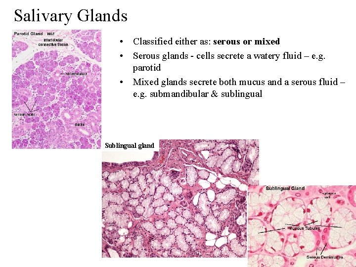 Salivary Glands • Classified either as: serous or mixed • Serous glands - cells