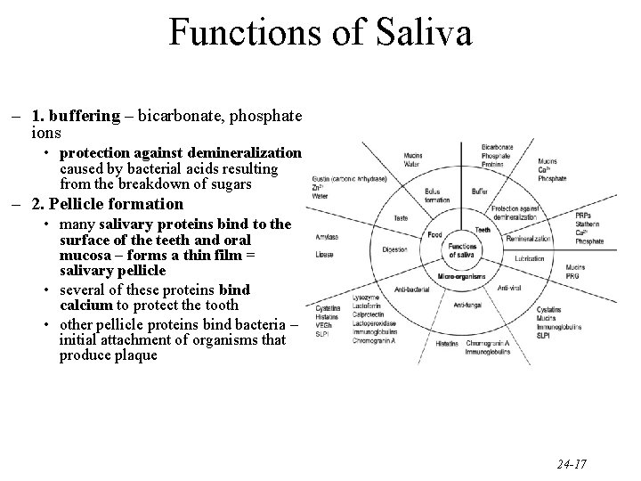 Functions of Saliva – 1. buffering – bicarbonate, phosphate ions • protection against demineralization